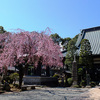 小田原市扇町　　玉宝寺（五百羅漢）　しだれ桜　2015