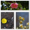 白野江の河津桜