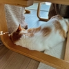 るるちゃんとろけちゃってます。