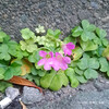 ムラサキカタバミ Oxalis corymbosa