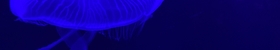 Jellyfish 再び
