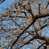 道端の花
