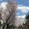 20220330  青空と満開の桜