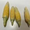 トウモロコシの栽培記録