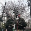 代田橋駅の桜2019