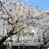 花シリーズ　源空院の枝垂れ桜