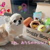 Doggy Box