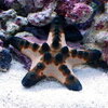 コブヒトデと混泳できる魚・できない魚