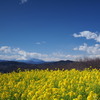 吾妻山公園から菜の花と富士山を撮る。