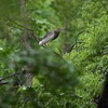 早朝の労働公園の野鳥を紹介（２０２０　０５１９）　その３。