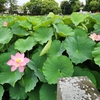 伊賀八幡宮：蓮が見頃