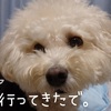 ～Vets Petz  アンチノール　試してみます～