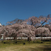 今年の桜は