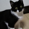 【先住猫有り】猫のトライアルに挑戦中！！