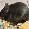 くろごまあん二世 323日目