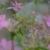 ウチの額紫陽花（ガクアジサイ）。お隣さん家の紫陽花に嫉妬。