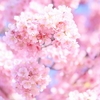 春！桜色！🌸今年はゆっくりと眺めてみませんか🌸