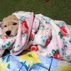 ニゴくんが真夜中に突然吠える時