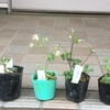 新しい取り組み　web講義