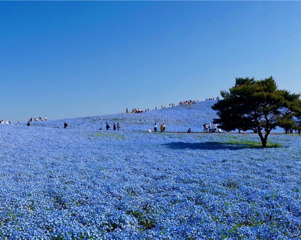 空×ネモフィラ×海が織りなすブルーの絶景。日本で一番の本数を誇る、ひたち海浜公園のネモフィラ畑