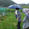 雨の日畑