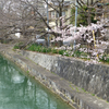 桜と水仙、そして雪柳。