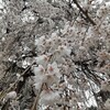 桜を見に。でも我が子は花なんて愛でない