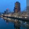 大横川の桜