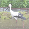 コウノトリ、広島県北広島町に飛来　3年連続の確認