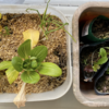 2階ベランダで冬野菜３【はつかワケギ、チンゲンサイ】