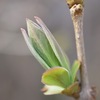 紫丁香花、連翹、蝦夷紫躑躅、竜田草、片栗、クリスマスローズ、水芭蕉、難波津、筋黒白蝶、姫一華、延齢草、蝦夷立金花