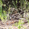 ムラサキオーストラリアムシクイ(Splendid Fairy-wren)♀