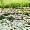 三原村の星ヶ丘公園、水連が見頃です♪