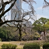 🌸小石川後楽園　桜の開花状況❗