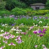 【町田薬師池公園】花菖蒲とあじさいが見頃！～「四季彩の杜」散策