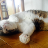 GASで監視メールをSlackに流す