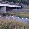 京都朝ジョグ　今日が最後？鴨川