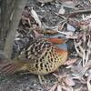 鳴声がうるさい！コジュケイとガビチョウ