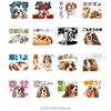 LINEスタンプ「キャバリアりんちゃんねる」発売しました！