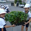 ２年：イチゴの苗植え　６年：幸田町小学校体育大会