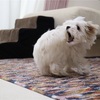 尻尾を追いかける犬