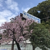 熱海税務署の桜