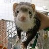 〔迷子フェレット〕セーブル系フェレット♀：お心当たりの方は川崎市動物愛護センターへご一報ください