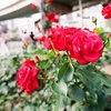 a rose is a rose is a rose 中之島のバラ園