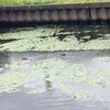 雨降る川面の鴨20250912 