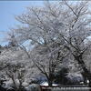 桜に　雪の花・・