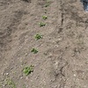 じゃがいもから無事に芽が出ました〜