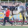 中山への長距離輸送で程良く馬体が締まってきてくれるかと見ていたも、プラス８キロでの出走は誤算。実際の走りもモタモタした面が目立ち、見せ場すら作れずに９着に終わる。展開が向いただけに残念。★ナイトバナレット