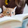 読書が全くできていないことでのインプット不足が思考を低下させる！