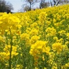 房総半島のお花たち🌷🌸🌺🌻